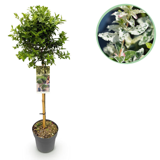 GreenboutiQ Euonymus fortunei Harlequin Stamm-Pflanze 19cm – Pflanzfix24