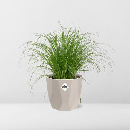 Cyperus Alternifolius Zumula Zonder Etiket in ELHO b.for rock 14 cm warm grey - Pflanzfix24