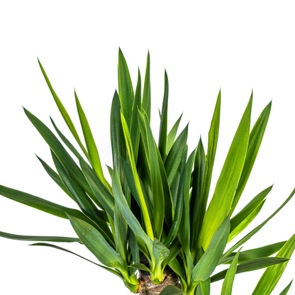 Yucca Elephantipes Ø21cm | Zimmerpflanze 90-110cm – Pflanzfix24.de - Pflanzfix24.de