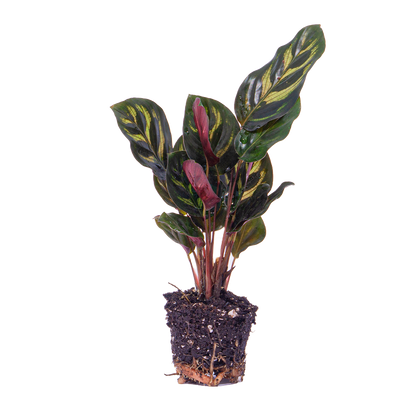 Calathea Makoyana - Pauwenplant - Terrarium plant - Potmaat 6 - Pflanzfix24.de - Pflanzfix24.de