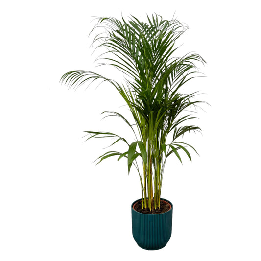 Areca Palm - 110cm - Ø21cm mit elho Vibes Fold Round blau D22xH20 - Pflanzfix24.de - Pflanzfix24.de