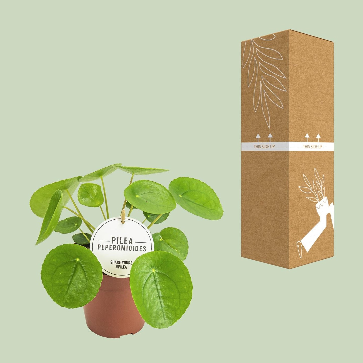 Pilea Peperomioides Ø13cm – kompakte Aluminium-Pflanze | Pflanzfix24