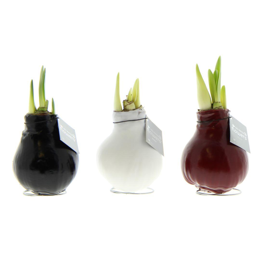 No Water Flowers® (wax amaryllis) | Waxz® Colours trio Mix (3 pack) + Red & White flower - Pflanzfix24
