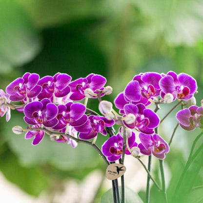 Phalaenopsis Orchidee 'Morelia' Lila Ø9cm | blühende Zimmerpflanze | Pflanzfix24.de - Pflanzfix24.de