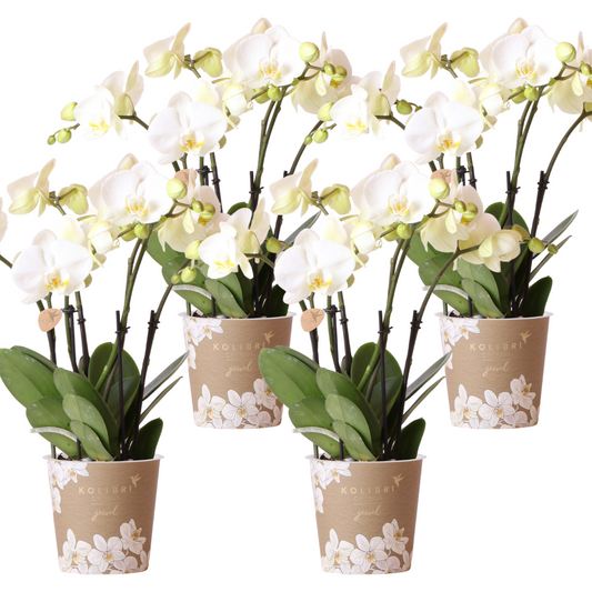 4x Phalaenopsis Orchidee 'Ghent' Weiß Ø12cm – Kombi-Set | Pflanzfix24.de - Pflanzfix24.de