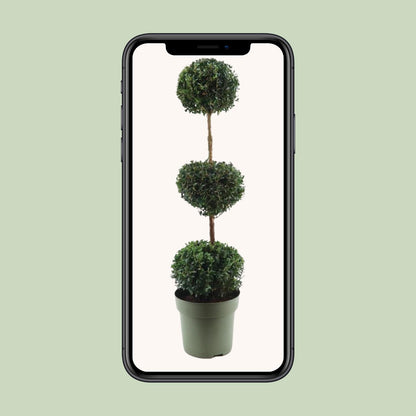 Buxus Semp. Trio-Ball - Ø27cm - ↕110cm - Pflanzfix24