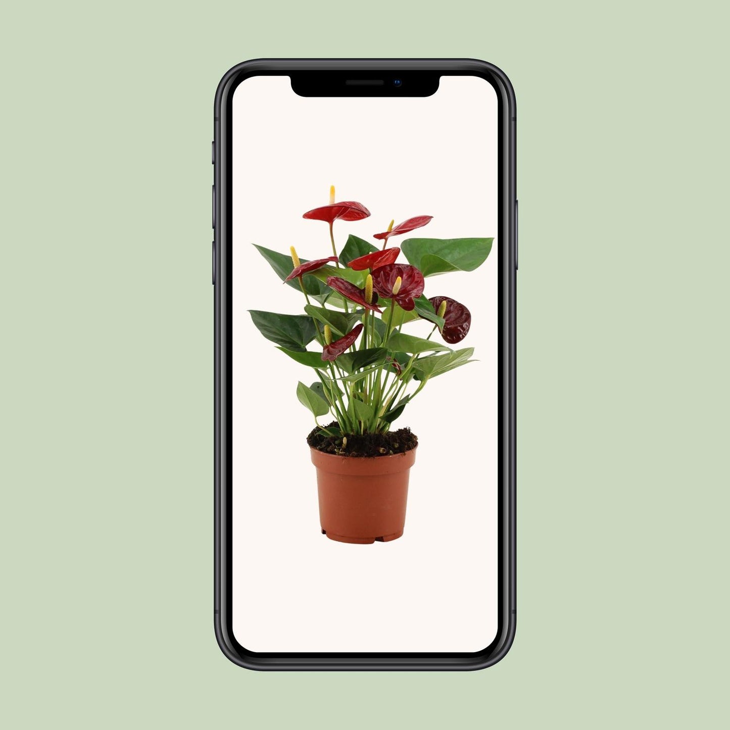 Anthurium Calon In Transparant Sleeve - Ø12cm - ↕36cm bei Pflanzfix24.de - Pflanzfix24.de