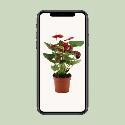 Anthurium Calon In Transparant Sleeve - Ø12cm - ↕36cm bei Pflanzfix24.de - Pflanzfix24.de