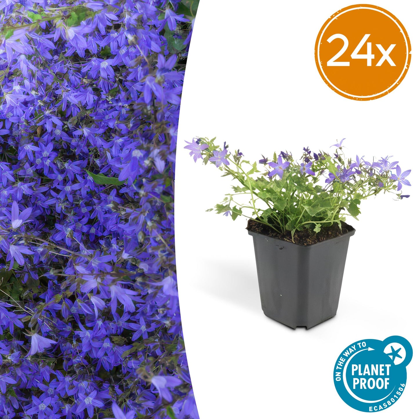 24x Campanula poscharskyana 'Stella' - ↕10-25cm - Ø9cm - Pflanzfix24