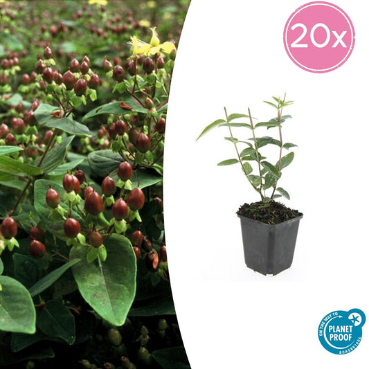 20x Hypericum inodorum - Ø9cm - Pflanzfix24.de - Pflanzfix24.de