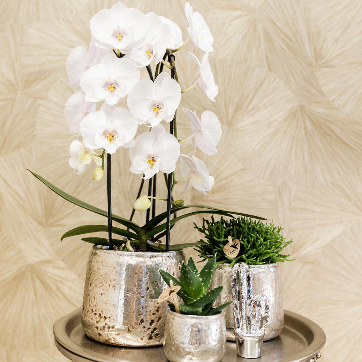 Kolibri Orchideen Phalaenopsis Niagara Fall Weiß Ø12cm – Pflanzfix24.de - Pflanzfix24.de