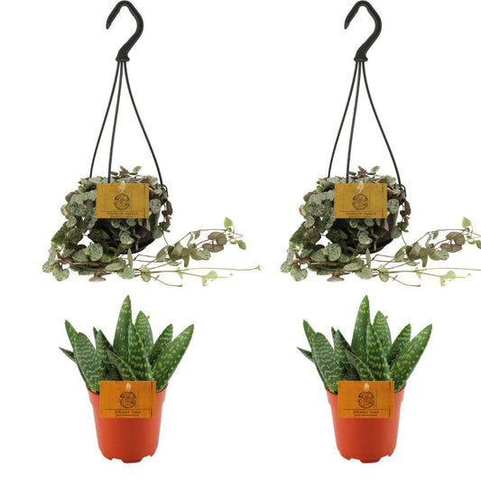 4er Set Aloe Paradisicum und Ceropegia Woodii Variegata - Pflanzfix24
