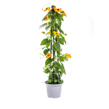 4x Thunbergia alata Sunny Susy Mix Ø13 cm - ↕60 cm - Pflanzfix24
