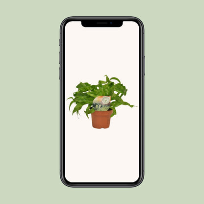 Asplenium Hurricane - Ø12cm - ↕30cm - Pflanzfix24
