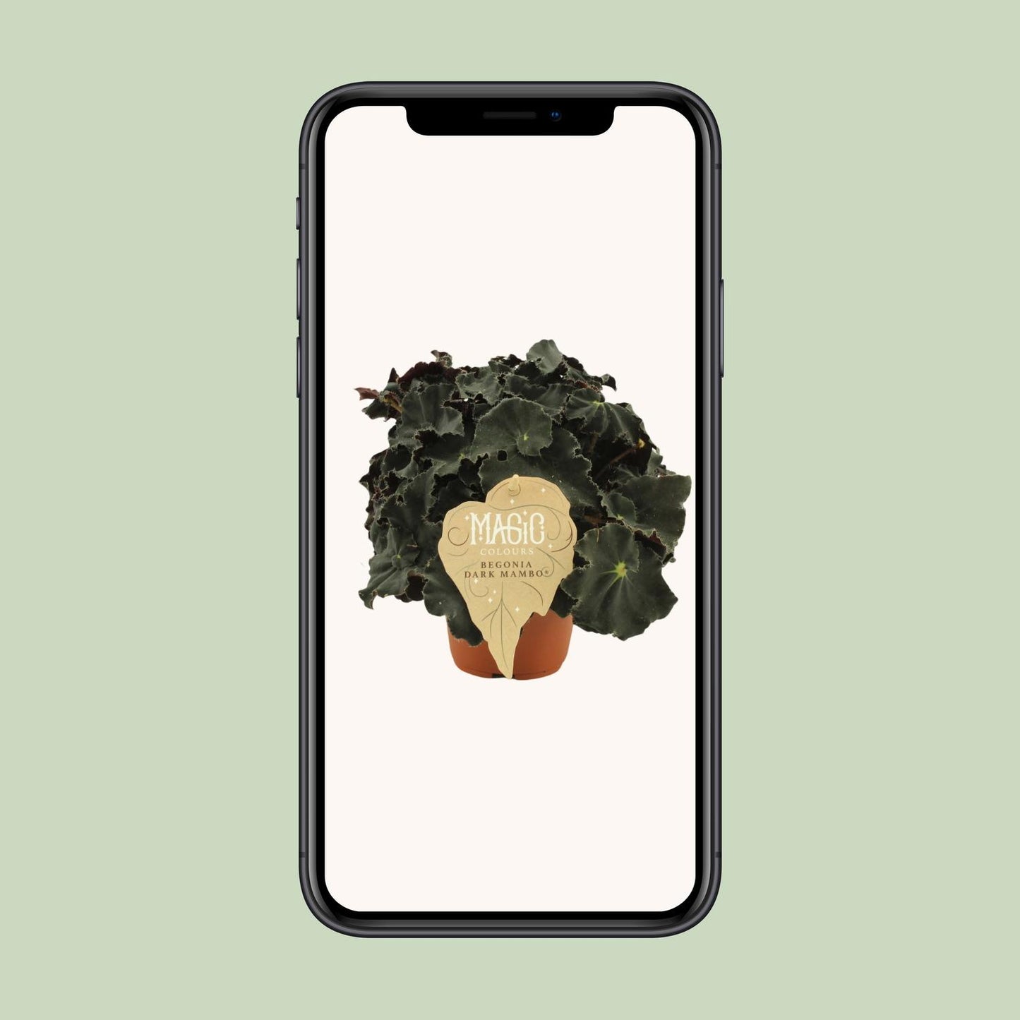 Begonia Rex Dark Mambo - Ø12 ↕25 von Pflanzfix24