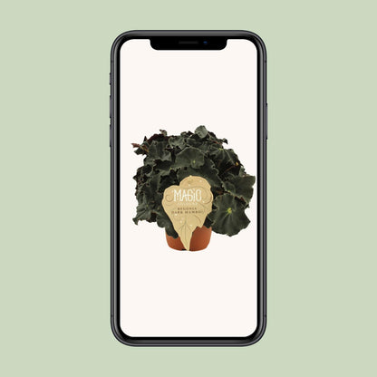 Begonia Rex Dark Mambo - Ø12 ↕25 von Pflanzfix24