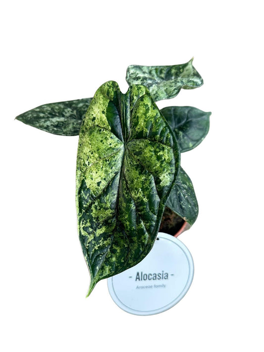 Alocasia Dragon Scale Variegata - Ø12cm - ↕25cm - Pflanzfix24