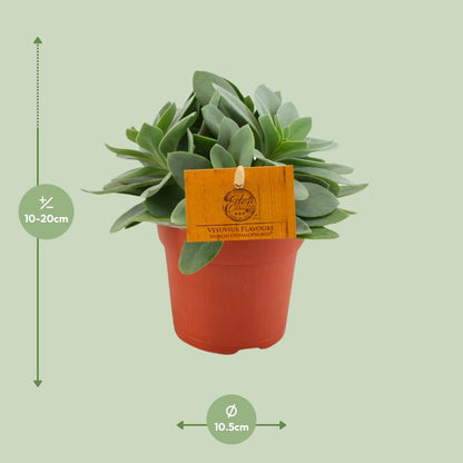 Senecio Cephalophorus - Ø10,5Senecio Cephalophorus 'Ruby Slippers' | Pflanzfix24.decm - ↕15cm - Pflanzfix24.de