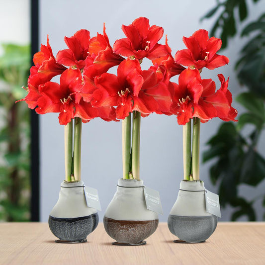 No Water Flowers® (wax amaryllis) | Waxz® Dipz Mix (3 pack) + Red flower - Pflanzfix24