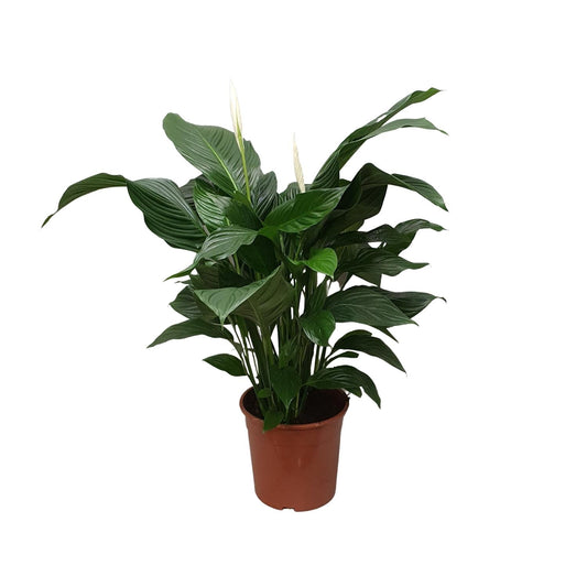 Spathiphyllum Sweet Silvana Ø24cm – elegante Friedenslilie | pflanzfix24.de - Pflanzfix24.de