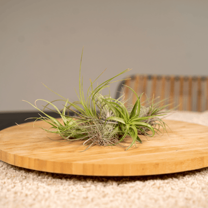 Tillandsia Air Mix - 20 Stück - 6cm - ø6 - Pflanzfix24