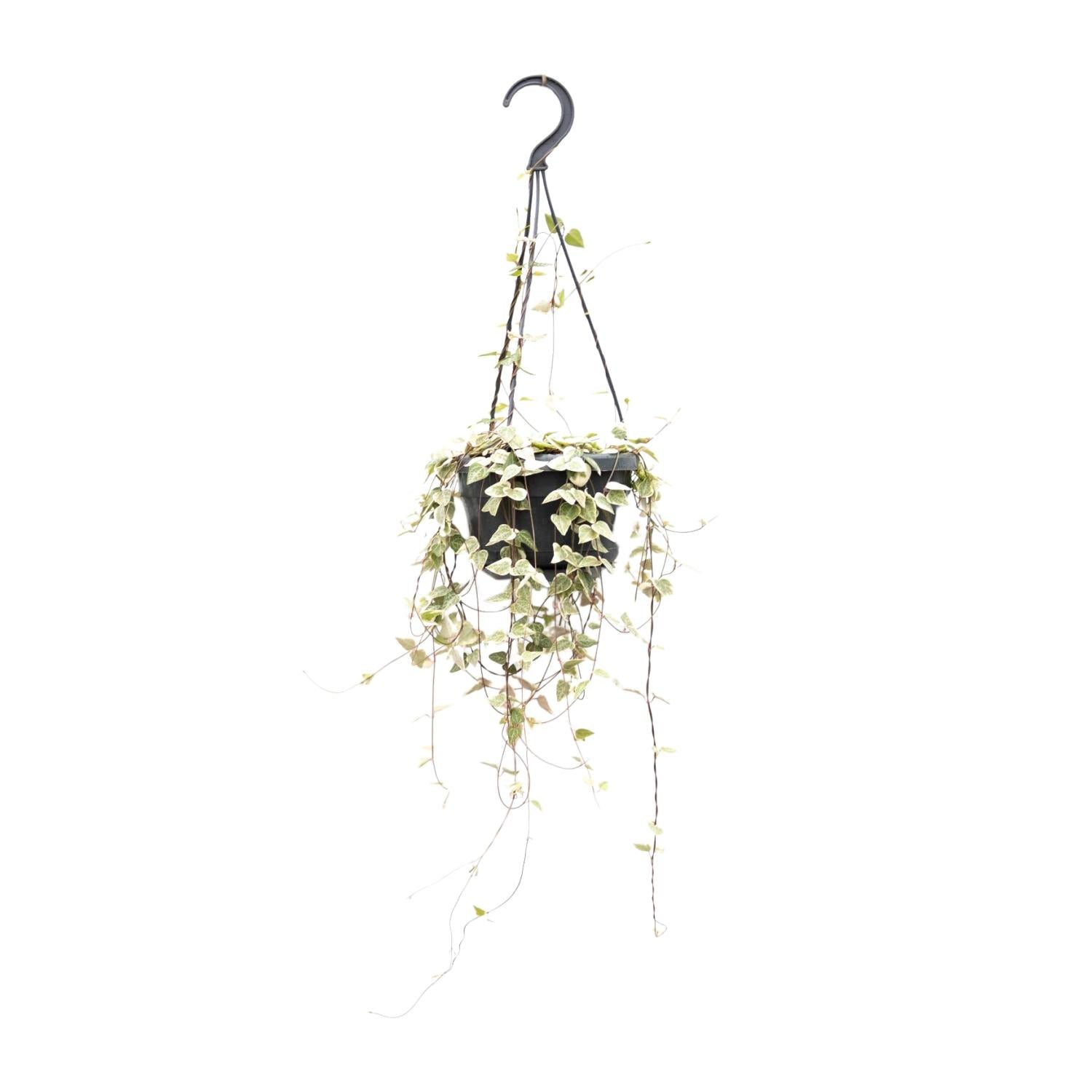 Ceropegia Woodii ssp.woodii - Ø14cm - ↕50cm - Pflanzfix24.de - Pflanzfix24.de
