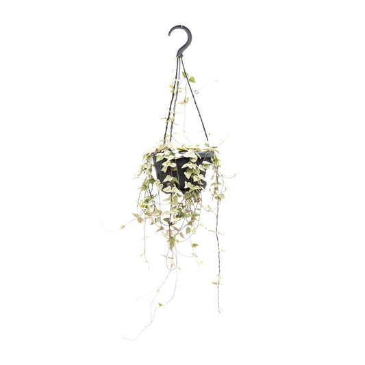 Ceropegia Woodii ssp.woodii - Ø14cm - ↕50cm - Pflanzfix24.de - Pflanzfix24.de