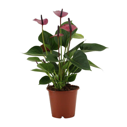Anthurium Baby Purple In Transparant Sleeve - Ø12cm - ↕36cm - Pflanzfix24