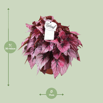 Begonia Beleaf Indian Summer - Ø17cm - ↕32cm - Pflanzfix24