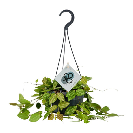 Dischidia Ovata - Ø14cm - ↕40cm - Pflanzfix24.de - Pflanzfix24.de
