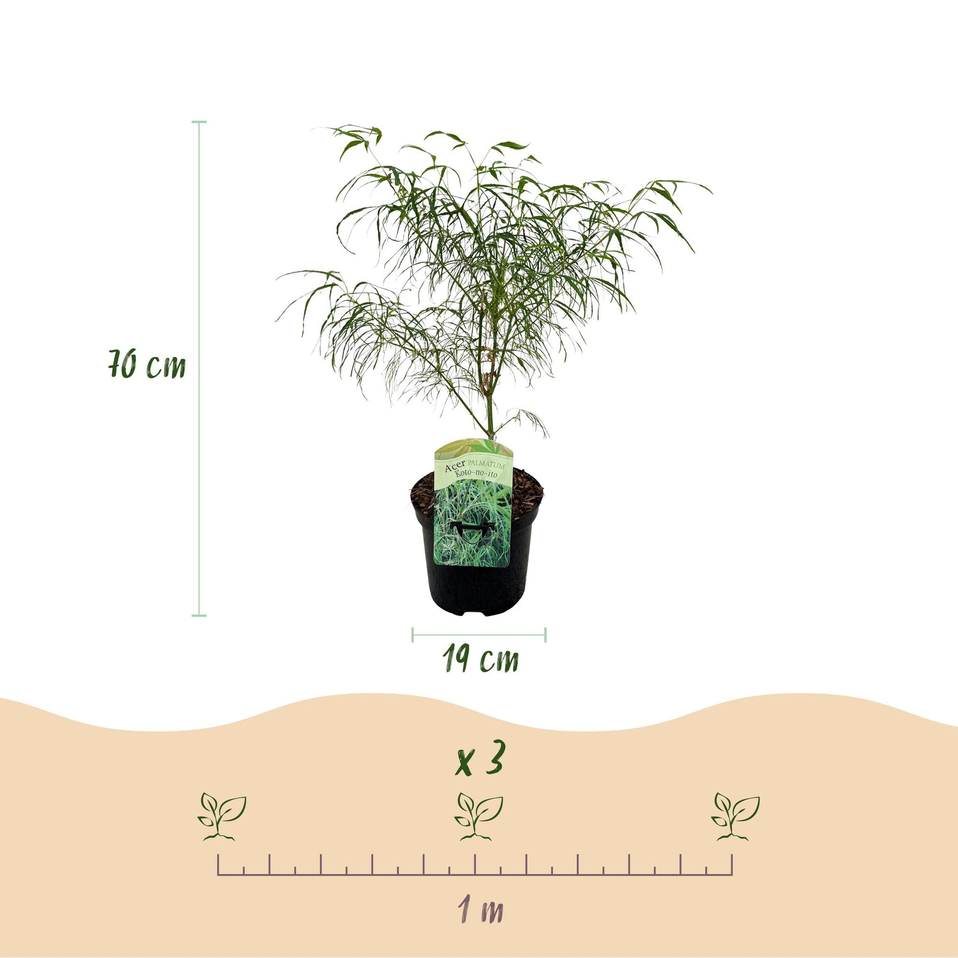 Japanischer Ahorn Acer palmatum Koto-no-ito - 1 Pflanze - Grün - Topf 19cm - Pflanzfix24.de - Pflanzfix24.de