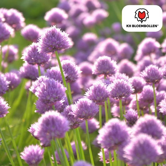 Allium carolinianum 15 stuks - Pflanzfix24