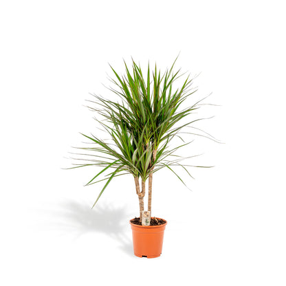 Dracaena Marginata - Ø17cm - ↕90cm bei Pflanzfix24.de - Pflanzfix24.de