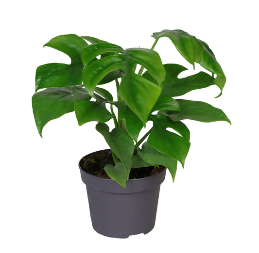 Philodendron Minima - Pflanzfix24