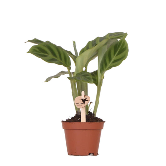 Calathea Ø6 cm – Pflanzfix24.de - Pflanzfix24.de