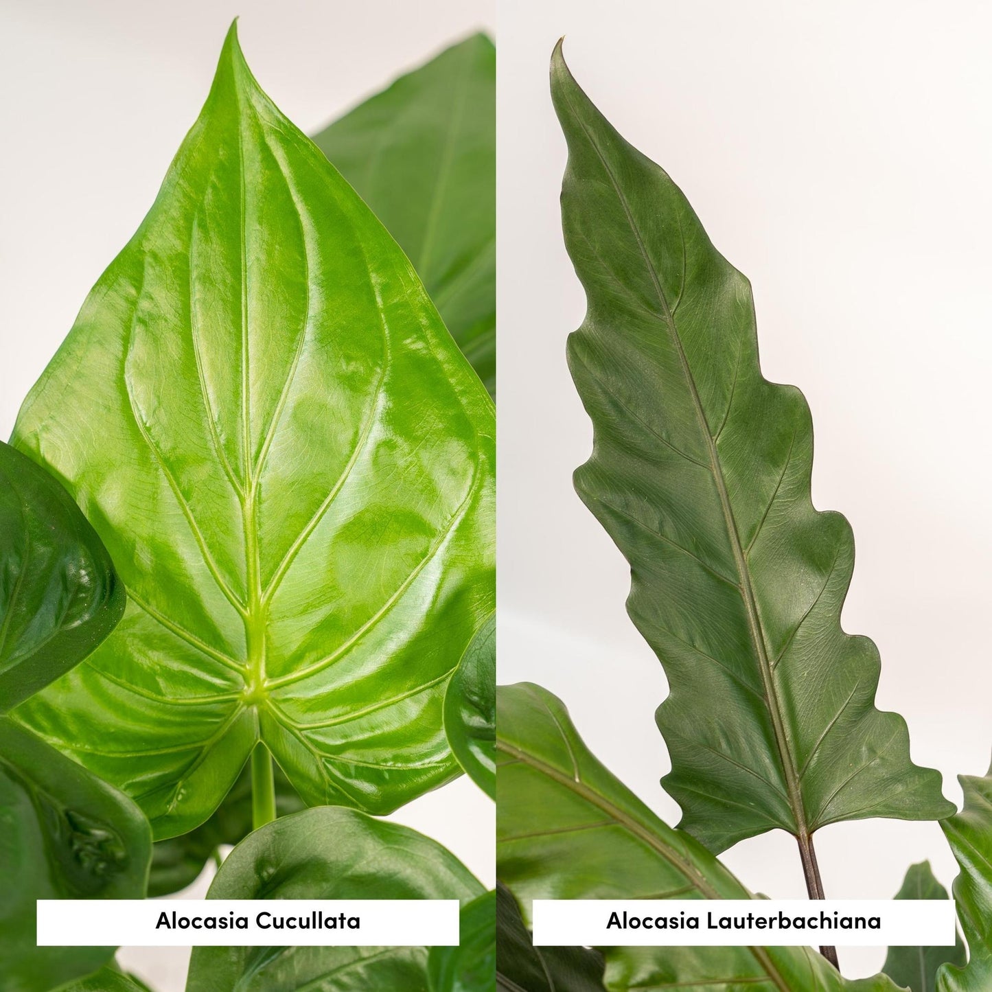 Alocasia Cucullata & Lauterbachiana Set + Korb - Pflanzfix24.de - Pflanzfix24.de