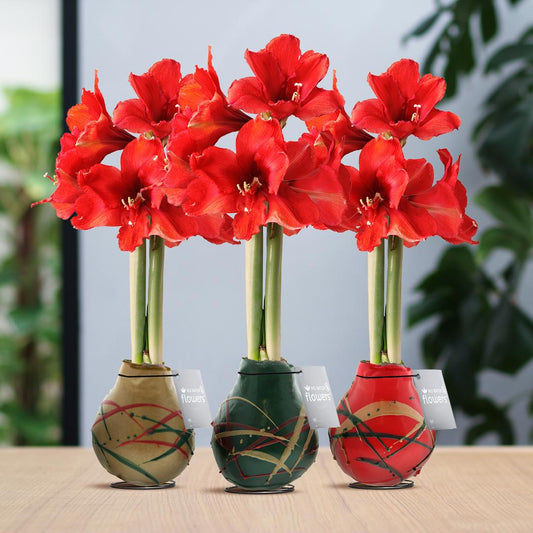No Water Flowers® (wax amaryllis) | Waxz® Art Munch Mix (3 pack) + Red flower - Pflanzfix24