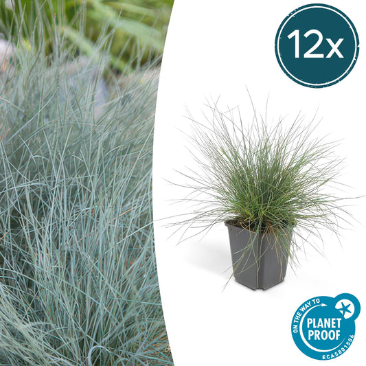 12x Festuca glauca 'Elijah Bleu' – blau-graues Ziergras | Pflanzfix24.de - Pflanzfix24.de