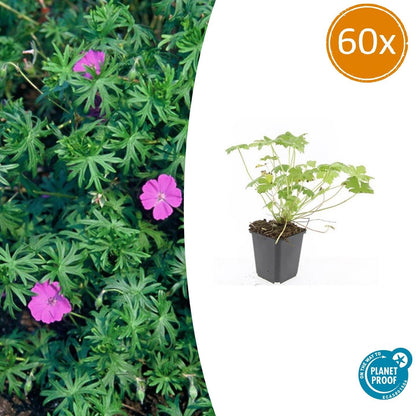 60x Geranium 'Tiny Monster' - ↕10-25cm - Ø9cm - Pflanzfix24.de - Pflanzfix24.de