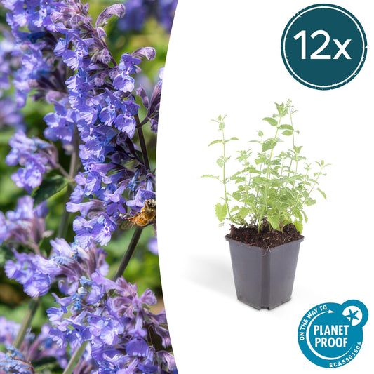 12x Nepeta 'Six Hills Giant' – robuste Staude | Pflanzfix24.de - Pflanzfix24.de