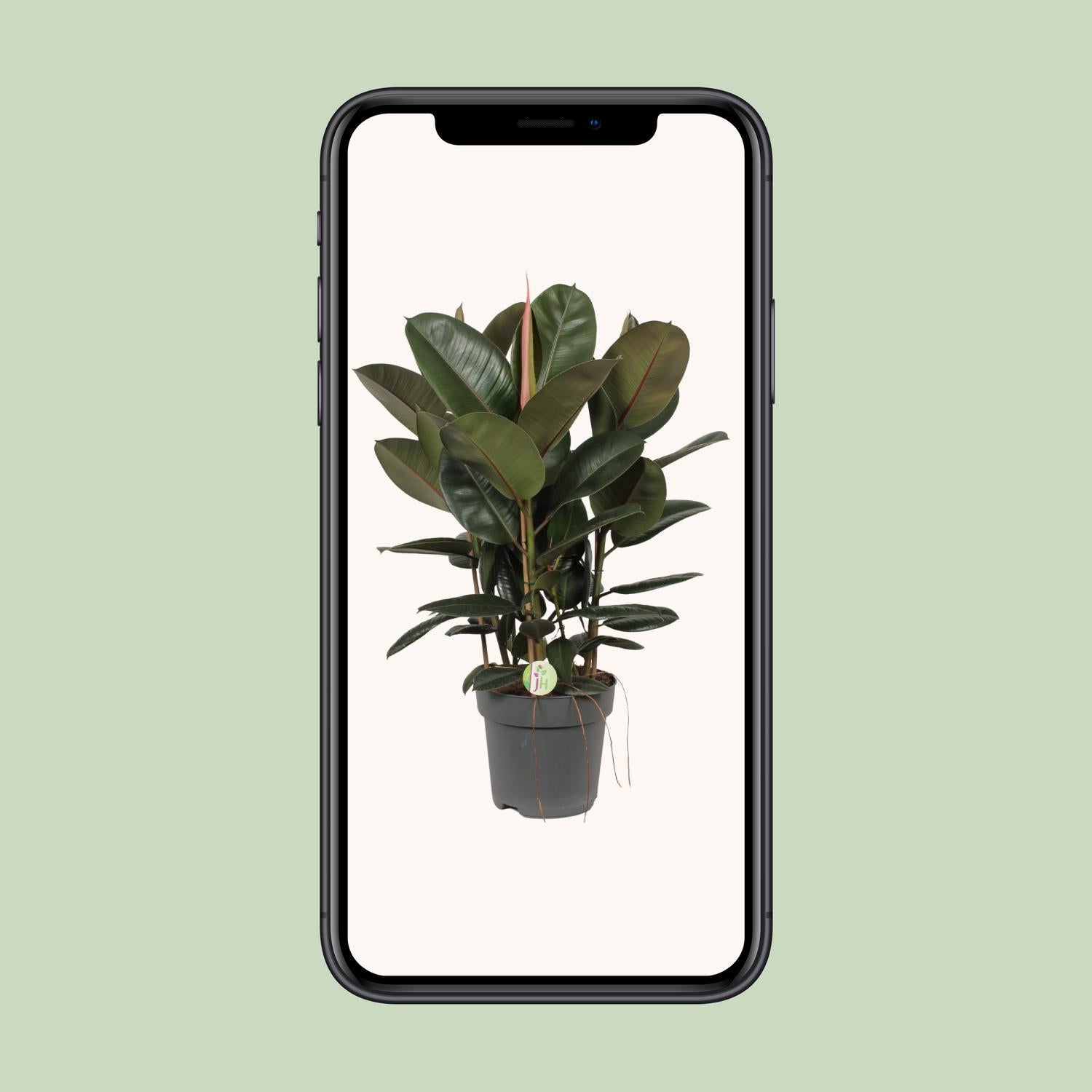 Ficus Robusta - Ø27cm - ↕90cm - Pflanzfix24.de - Pflanzfix24.de