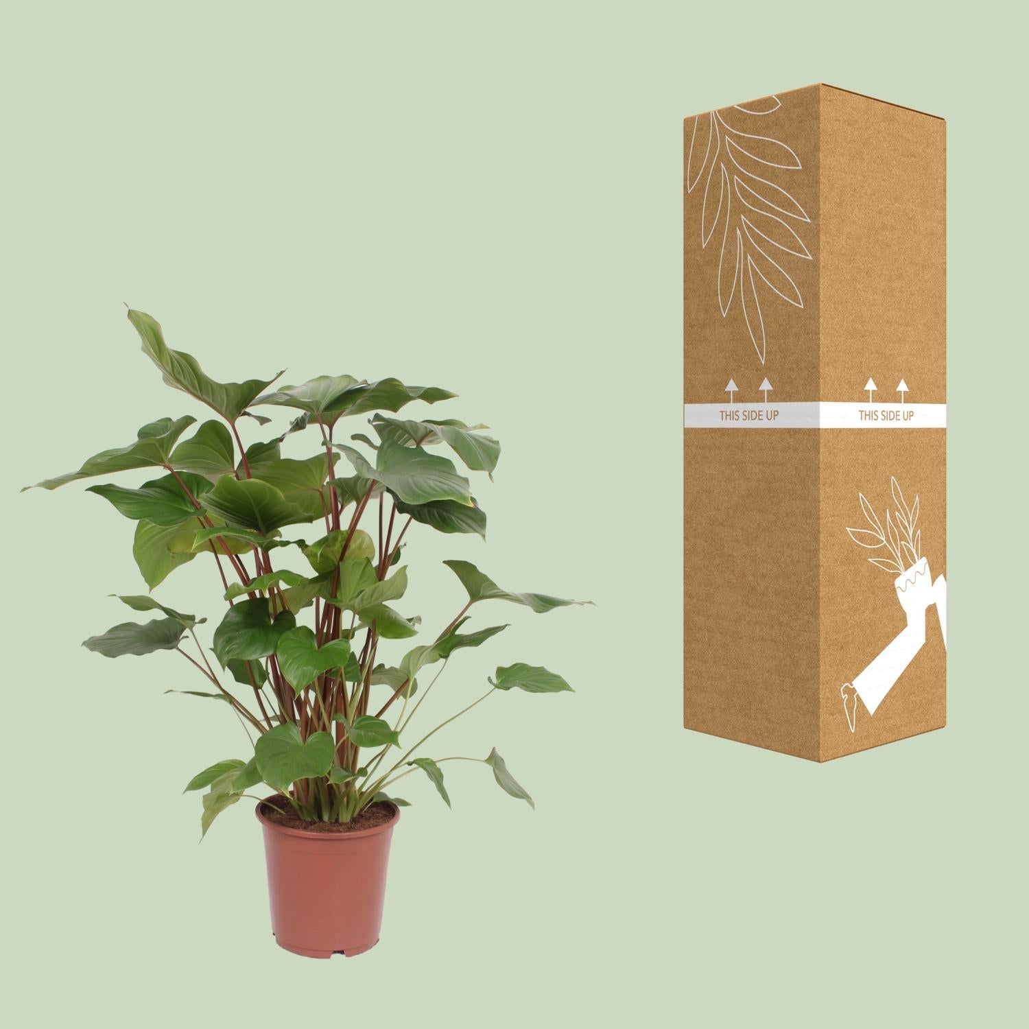 Homalomena Rubescens Maggy - Ø24cm - ↕90cm - Pflanzfix24.de - Pflanzfix24.de