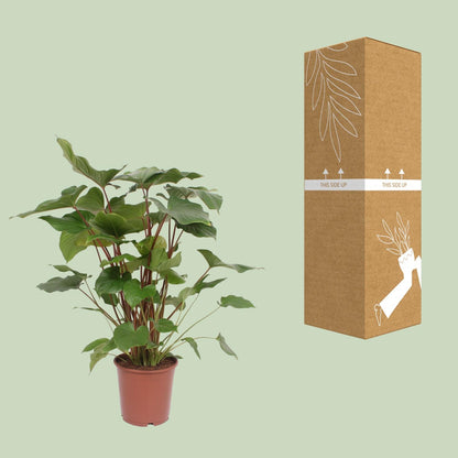 Homalomena Rubescens Maggy - Ø24cm - ↕90cm - Pflanzfix24.de - Pflanzfix24.de