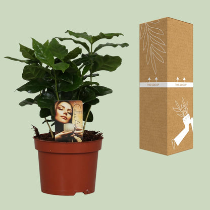 Coffea Arabica - Ø12cm - ↕25cm - Pflanzfix24.de - Pflanzfix24.de