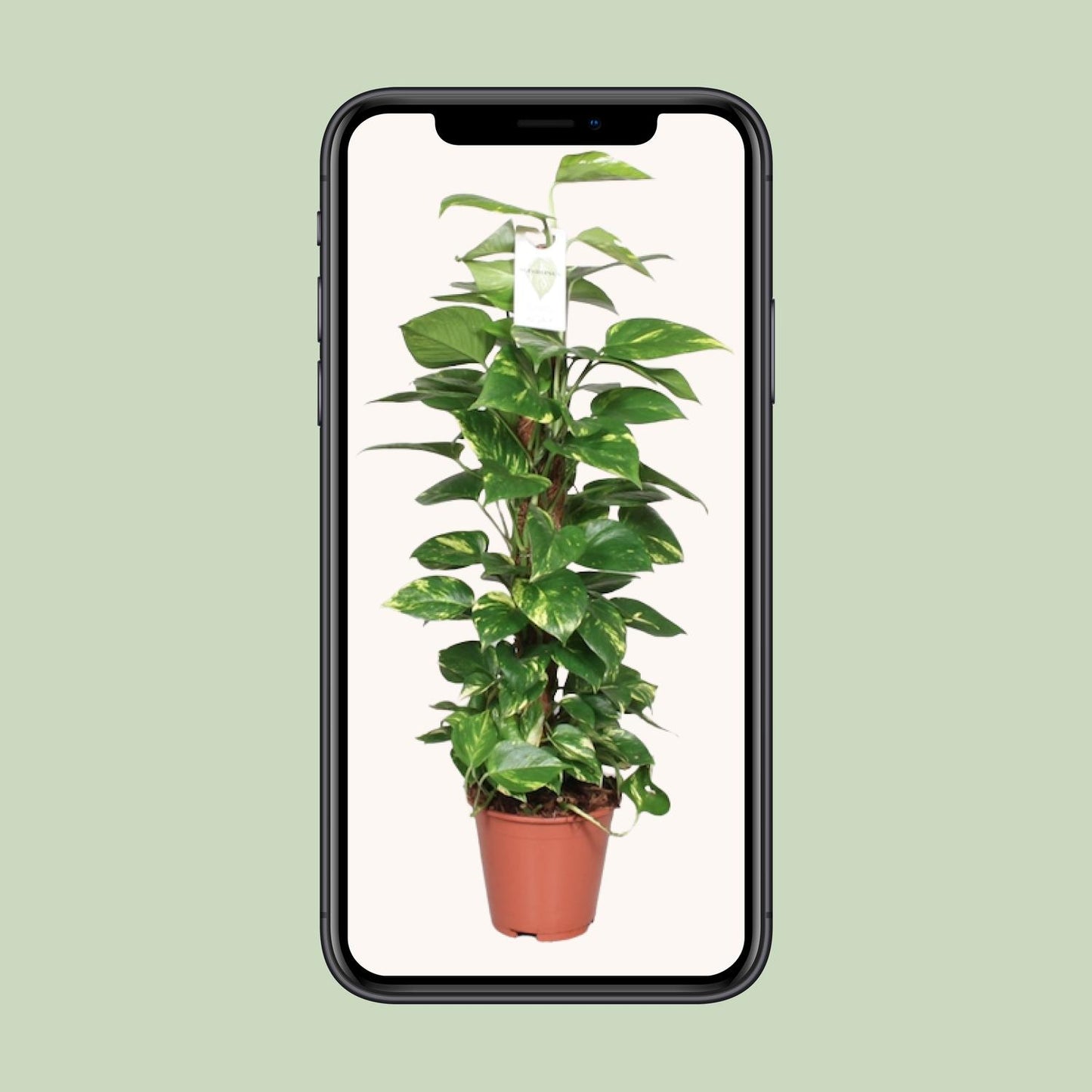 Epipremnum Pinnatum Mosstok 80cm Scindapsus - Pflanzfix24