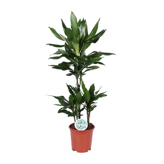 Dracaena Janet Lind - Ø21cm - ↕90cm - Pflanzfix24