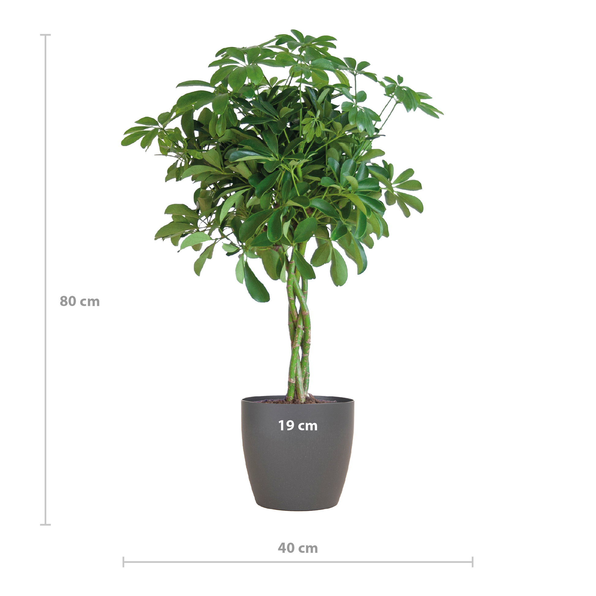 Schefflera Nora 70 cm mit Viber-Topf Grau – Pflanzfix24.de - Pflanzfix24.de
