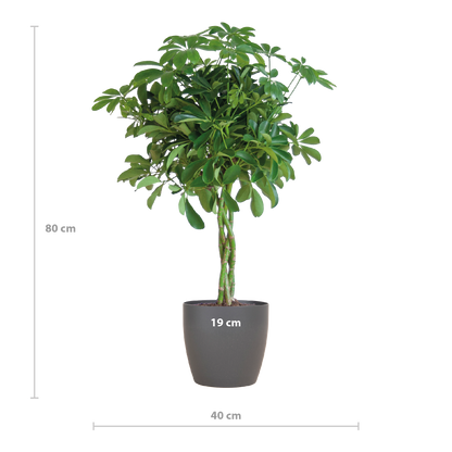 Schefflera Nora 70 cm mit Viber-Topf Grau – Pflanzfix24.de - Pflanzfix24.de