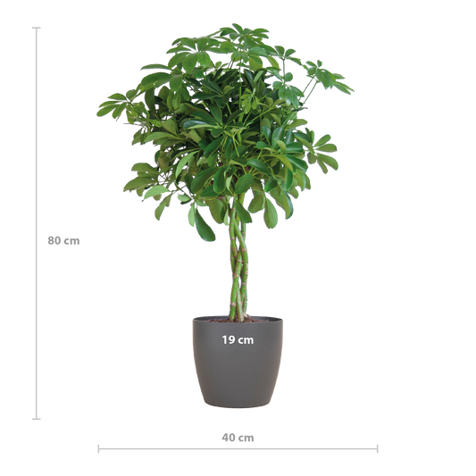 Schefflera Nora 70 cm mit Viber-Topf Grau – Pflanzfix24.de - Pflanzfix24.de