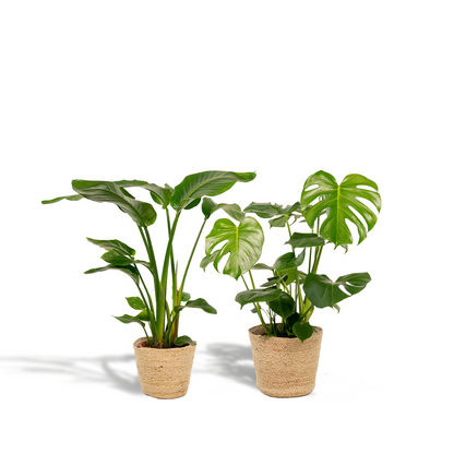 Strelitzia Nicolai & Monstera Deliciosa Zimmerpflanzen-Set mit Korb - Pflanzfix24